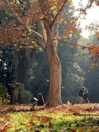 上海秋景封神!共青森林公園拍照真的絕了