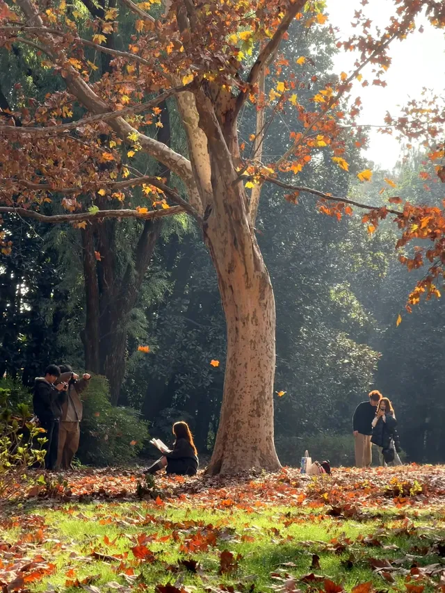 上海秋景封神!共青森林公園拍照真的絕了 上海秋景封神!共青森林公園拍照真的絕了