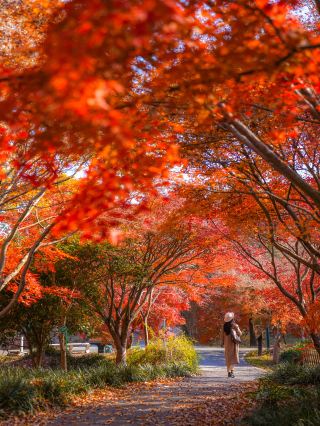 12월. 실사|마도 500m 단풍 터널에서 가을의 끝을 맞이하는 장면이 펼쳐지고 있어요