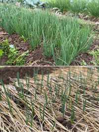 閩南田園一日:觸摸舊時光,品嚐新鮮味