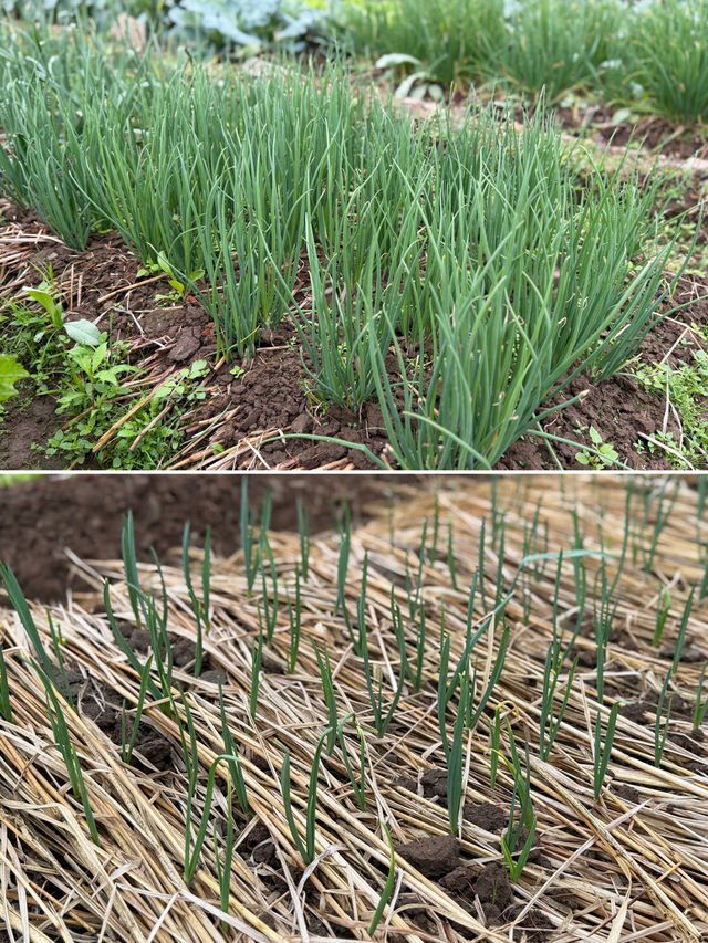 閩南田園一日:觸摸舊時光,品嚐新鮮味 閩南田園一日:觸摸舊時光,品嚐新鮮味