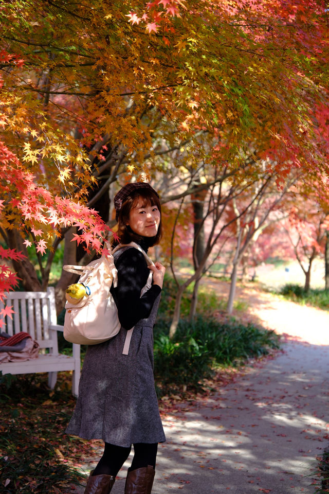 上海金山·花開海上 今年份的紅葉 上海金山·花開海上 今年份的紅葉