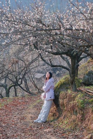 ภาพถ่ายจริงแสดงให้เห็นดอกบ๊วยบานสะพรั่งเต็มที่ในหมู่บ้านหยางเกอ! นี่คือเส้นทางชมดอกไม้สำหรับคนขี้เกียจ!