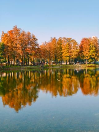 Half of the trees in Shenzhen's romantic Sihai Park are bald cypress trees in winter.