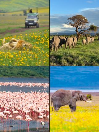 Tanzania｜2026 Chasing the Textbook Animal Migration