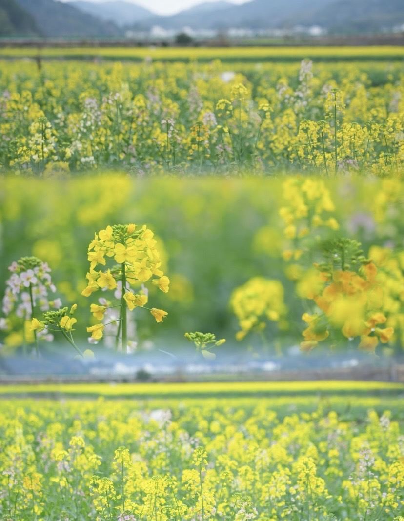 婺源厳田｜春の花見完全攻略 人混みを避ける菜の花の秘境 | Trip.com 婺源