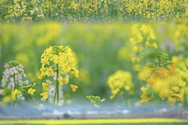 婺源厳田｜春の花見完全攻略 人混みを避ける菜の花の秘境 | Trip.com 婺源