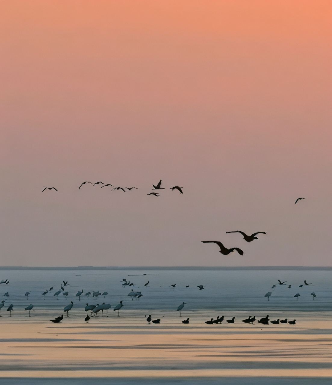 Flocks of Migratory Birds in the Dawn, Beautiful as an Oil Painting