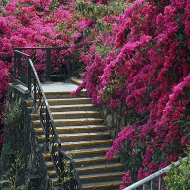 Huaying Road Landscape Park｜Amid Bougainvillea Clusters, Discover