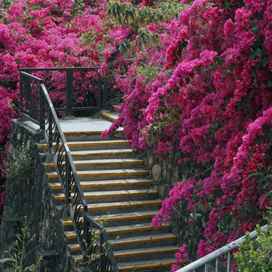 Huaying Road Landscape Park｜Amid Bougainvillea Clusters, Discover