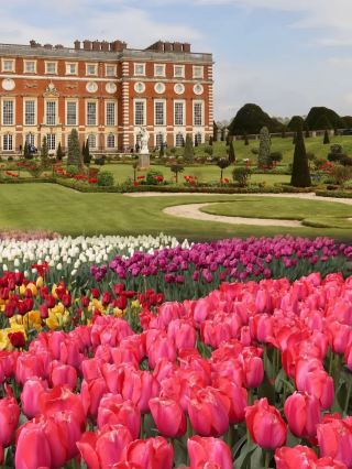 London's Springtime Ceiling! The Romantic Return of the Tulip Sea at Hampton Court Palace