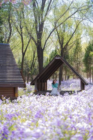 Beijing | Stunning Purple February Orchid Sea, Few People and Free!
