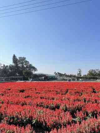 2026年 Zhongshe flower market taichung観光スポットおすすめ| Trip
