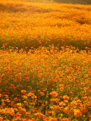嘉州緑心公園｜数万エーカーのオレンジ色の硫黄菊の花畑に出会う