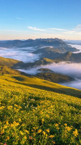 孟獲城の草原で、7月に春の花が咲いている