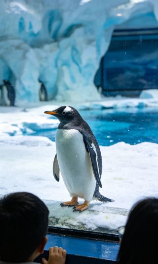 Sunac Sea World Kunming | The ultimate immersive underwater play space for kids, a must-visit summer escape