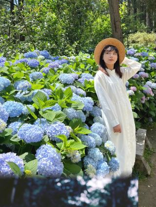 Dali exclusive Jizhao An endless summer flower sea beauty