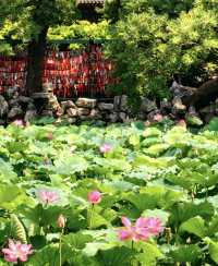 保定古蓮花池，一座城市中的「小江南」。走進蓮池，如同走進了江南的煙雨中。亭台樓閣、小橋流水，讓人彷彿