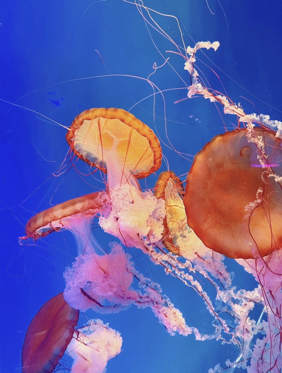 Jiangsu's Atlantis: A magical ocean park for kids hidden in Xuzhou