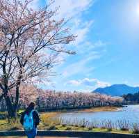 ทะเลสาบคาวากูชิโกะ (Lake Kawaguchiko)​