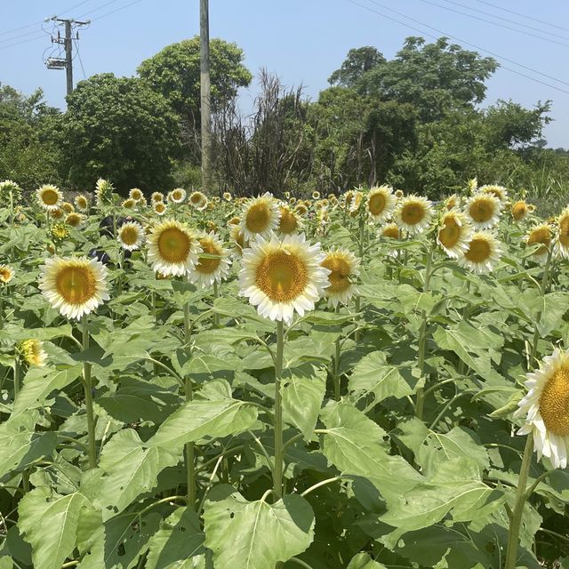 春夏季賞花好去處