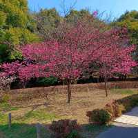 東京木場公園河津櫻