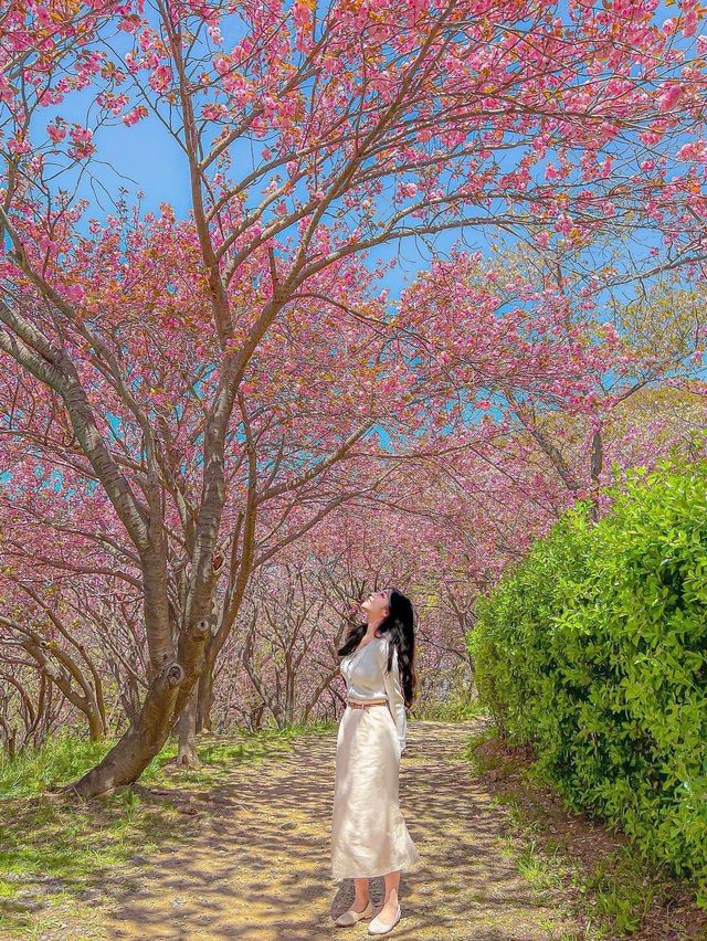 부산에서 유명한 핑크 왕팝콘 스팟!🌸🌸