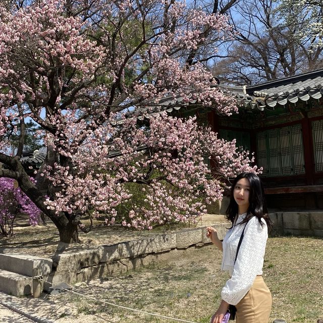 봄에는 창경궁💗 홍매화 보러 오세요🌸