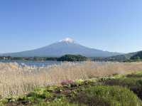 富士山河口湖大石公園｜花卉配上山景、還有網紅冰淇淋可以吃🍦