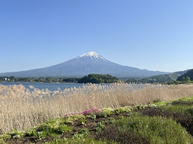 富士山河口湖大石公園｜花卉配上山景、還有網紅冰淇淋可以吃🍦