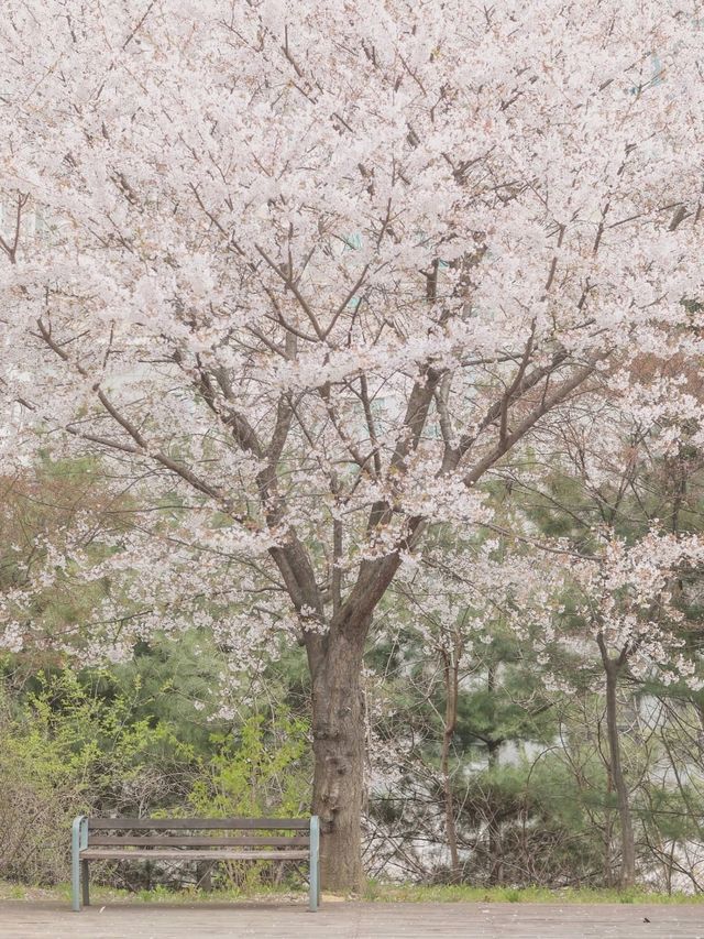 영화촬영지 같은 벚꽃나무길 "논현 근린공원"