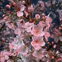さくら🌸 ฤดูแห่งความน่ารัก