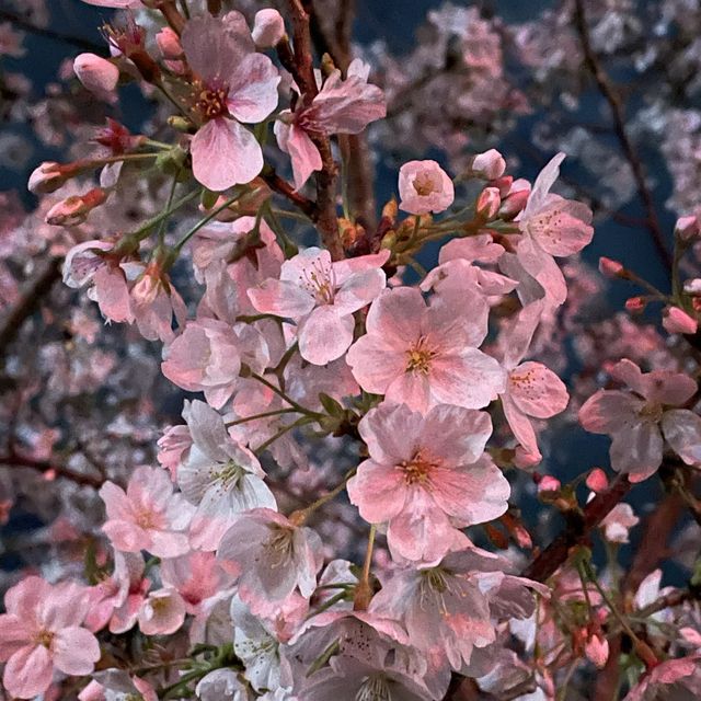 さくら🌸 ฤดูแห่งความน่ารัก