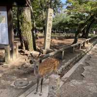 名勝「奈良公園」観光客で賑わい鹿は元気でした