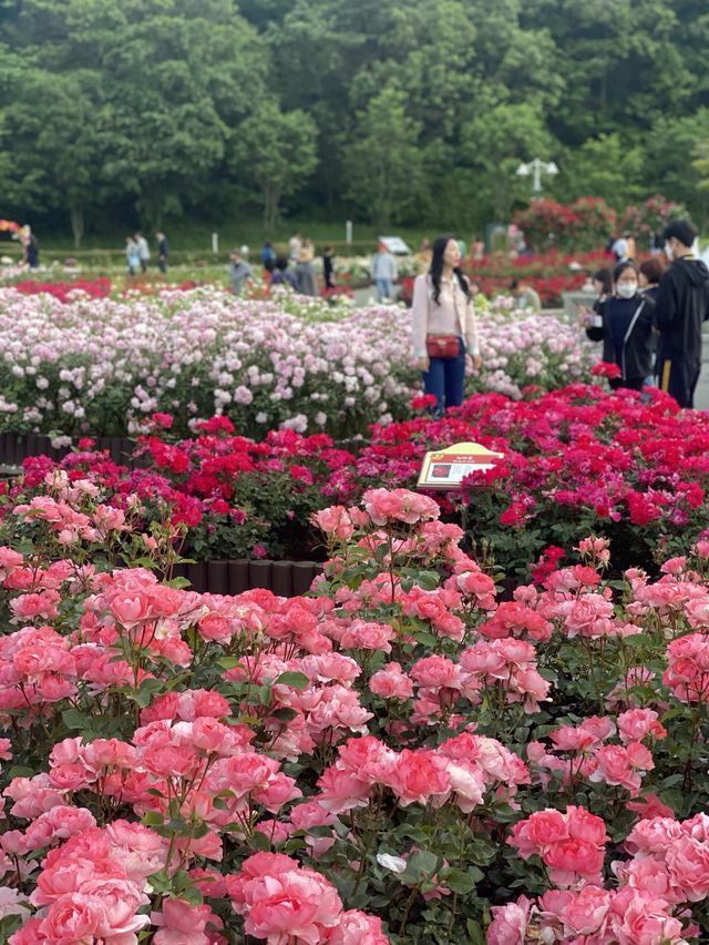 장미꽃 향기만 남기고 갔단다🌹🌷