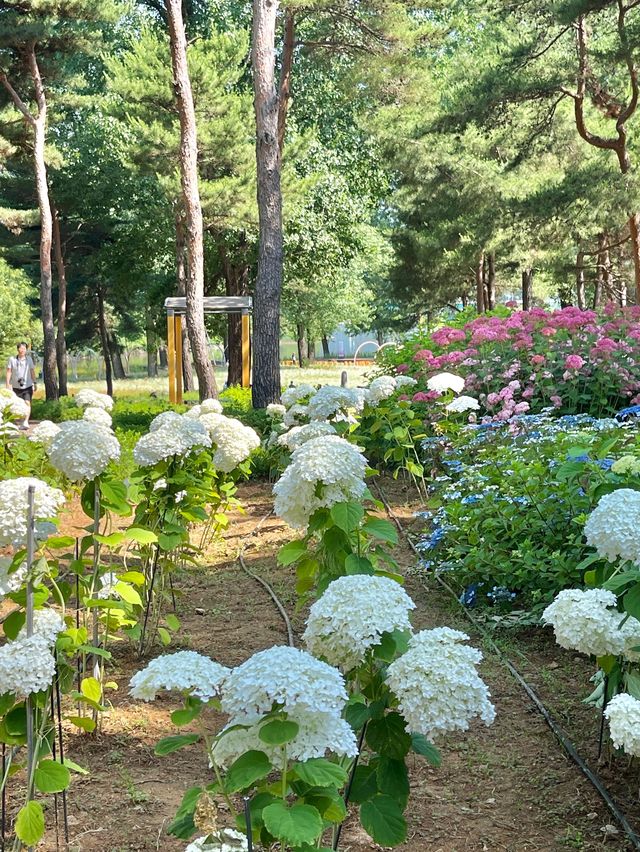 경기도 수국축제는 자라섬에서 진행~ing📸