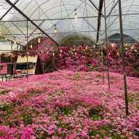 Floral Park: A Floral Fantasia in Cameron
