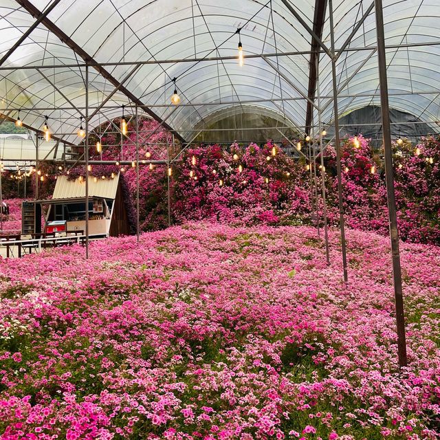 Floral Park: A Floral Fantasia in Cameron
