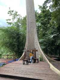 Peaceful vacation at Mutiara Taman Negara