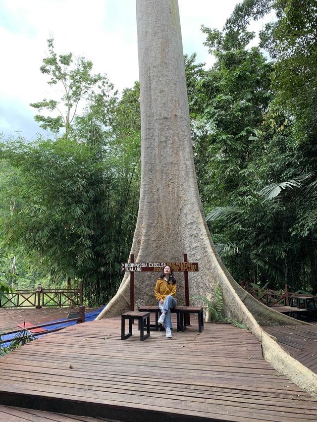 Peaceful vacation at Mutiara Taman Negara