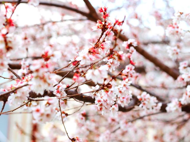 Cherry blossom at nara bridge,Nagoya