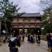 Exploring Nara With Adorable Deers - Nara Park