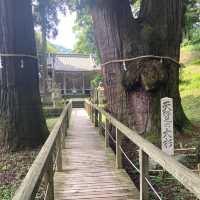 山中温泉　【栢野の大杉 (かやののおおすぎ)]