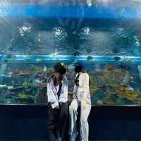 🇯🇵沖縄 DMMかりゆし水族館
