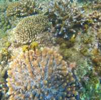 หมู่เกาะช้างเผือก