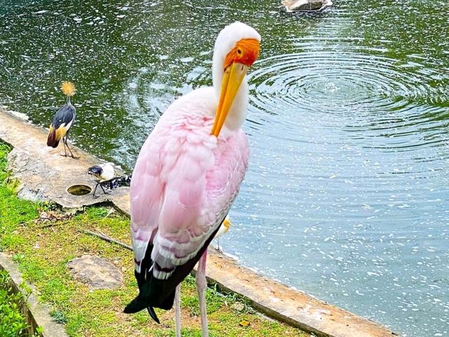Wonderful placs for nature bird enthusiast