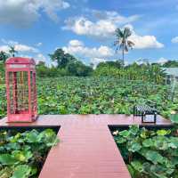 บึงบัว คาเฟ่ บรรยากาศ​ชิวๆ ริมบึงบัว 