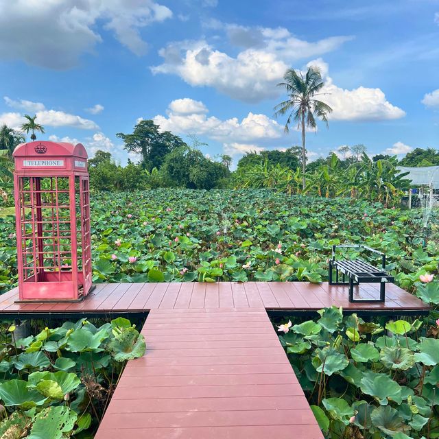 บึงบัว คาเฟ่ บรรยากาศ​ชิวๆ ริมบึงบัว 