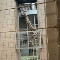 通天閣とサバンナの野生動物が一緒に楽しめる　天王寺動物園
