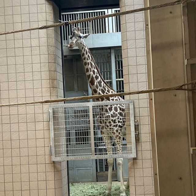 通天閣とサバンナの野生動物が一緒に楽しめる　天王寺動物園